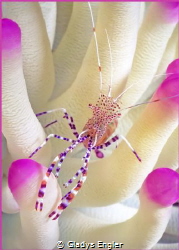 Spotted Cleaner Shrimp in a pink tipped anemone.  I visit... by Gladys Engler 